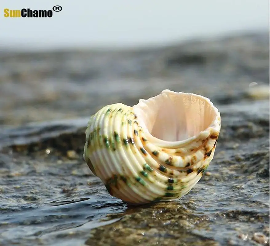 Серебряный рот улитка естественный зеленый ракушка Hermit краб моллюска декорация