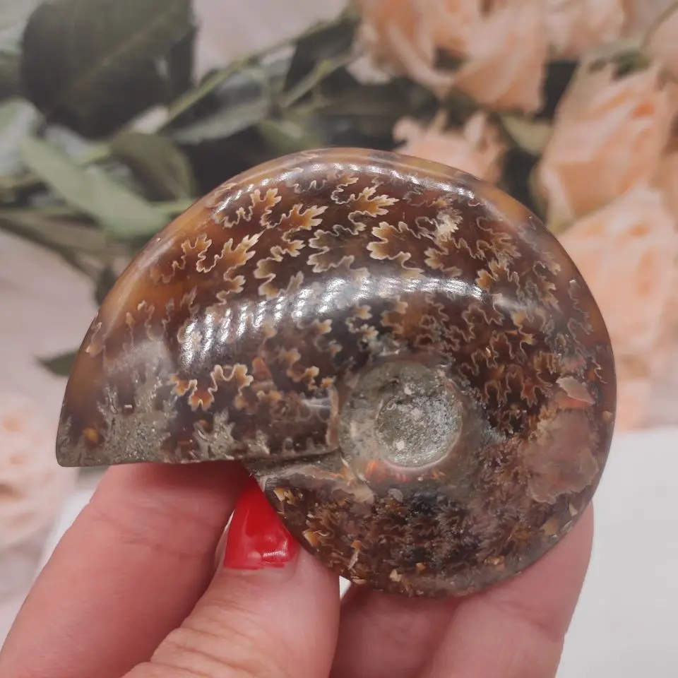 

1pcs Natural Sectcut Ammonite specimens Fossil Conch Piece crystal decor for home chakra crystal point