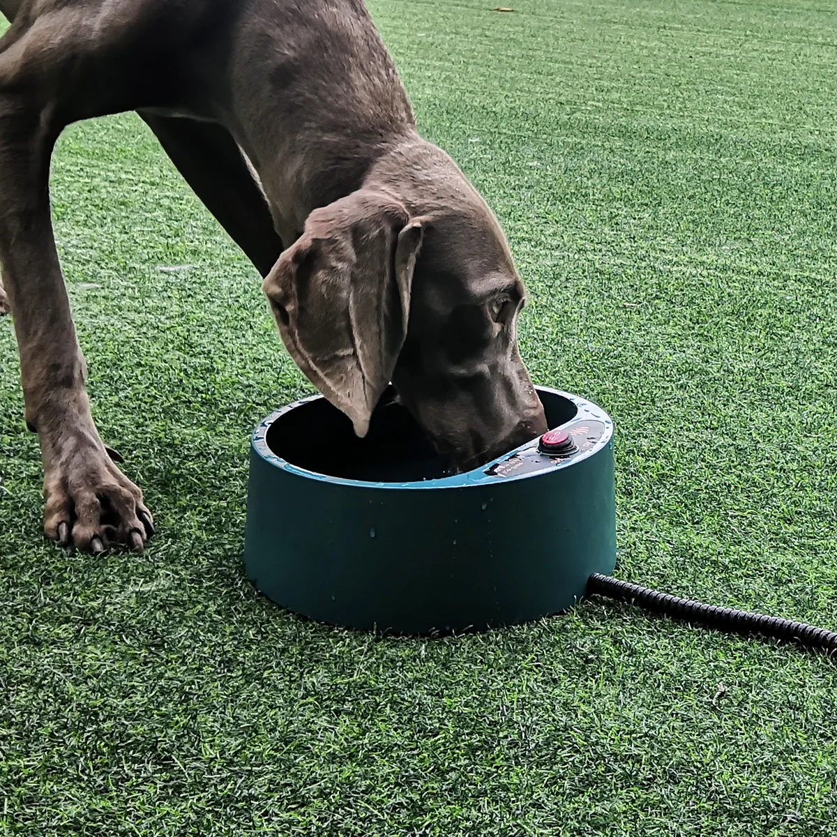 

Heated PET Bowl dot warm food bowl Electric bowl