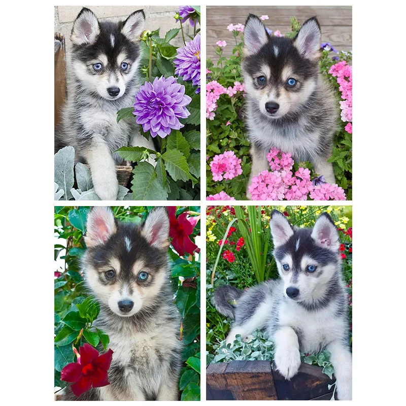 5D DIY Хаски Раскраска алмазами Ручной работы Полный квадратный/круглый сверловки Питомец Животное Собака Мозаика Вышивка Ремесло Подарок Декор для дома.