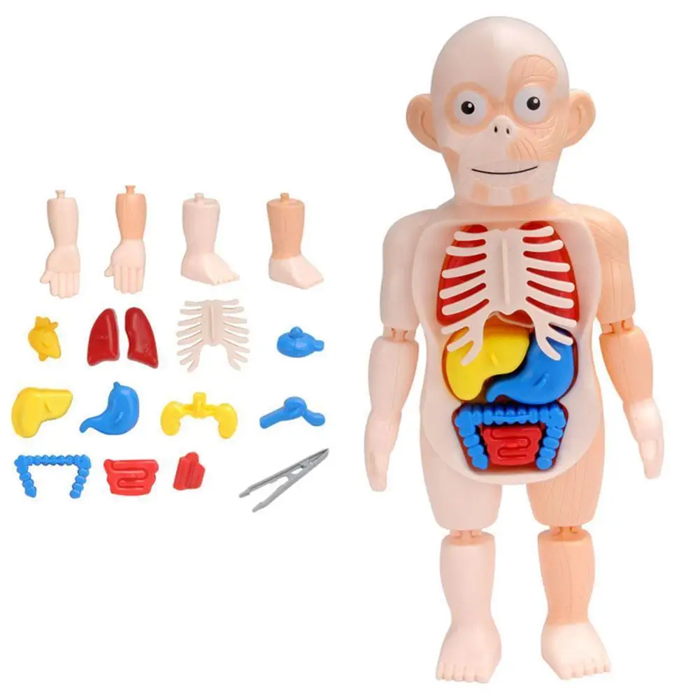

3D человеческое тело с анатомии органов, Обучающие игрушки «сделай сам» для детей, демонстрационные Обучающие инструменты, страшная игра