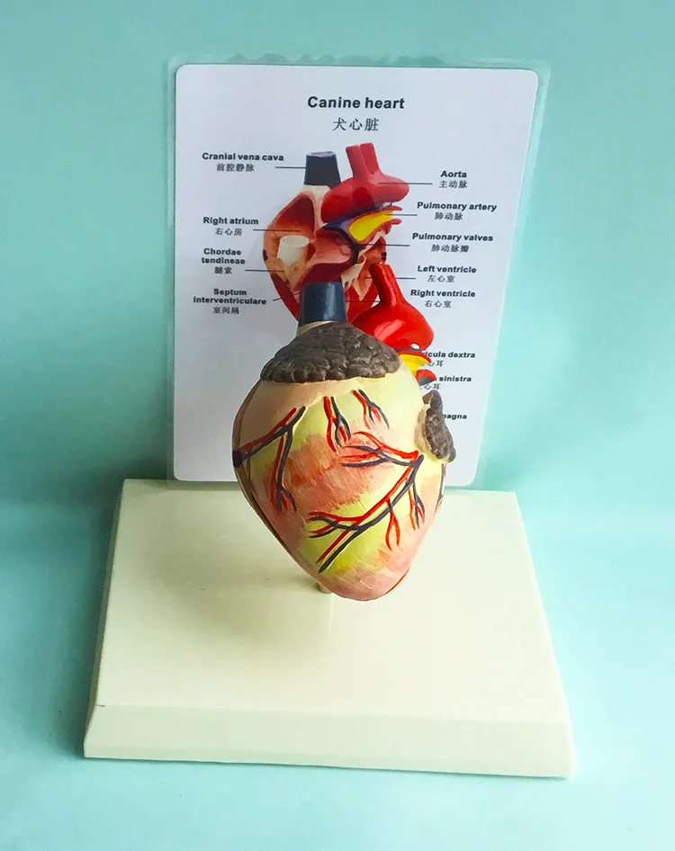 

Anatomy of dog heart model Dog heart anatomical model canine pet teaching aid teaching equipment veterinary medical medicine