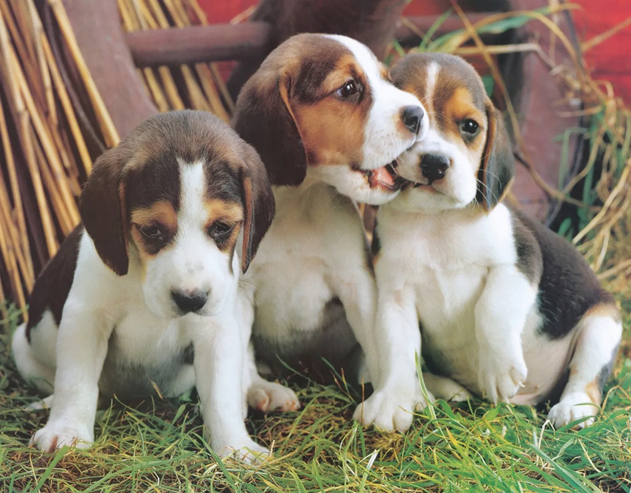 Набор для алмазной вышивки Собака Бигля 5D|Алмазная мозаика и вышивка| |