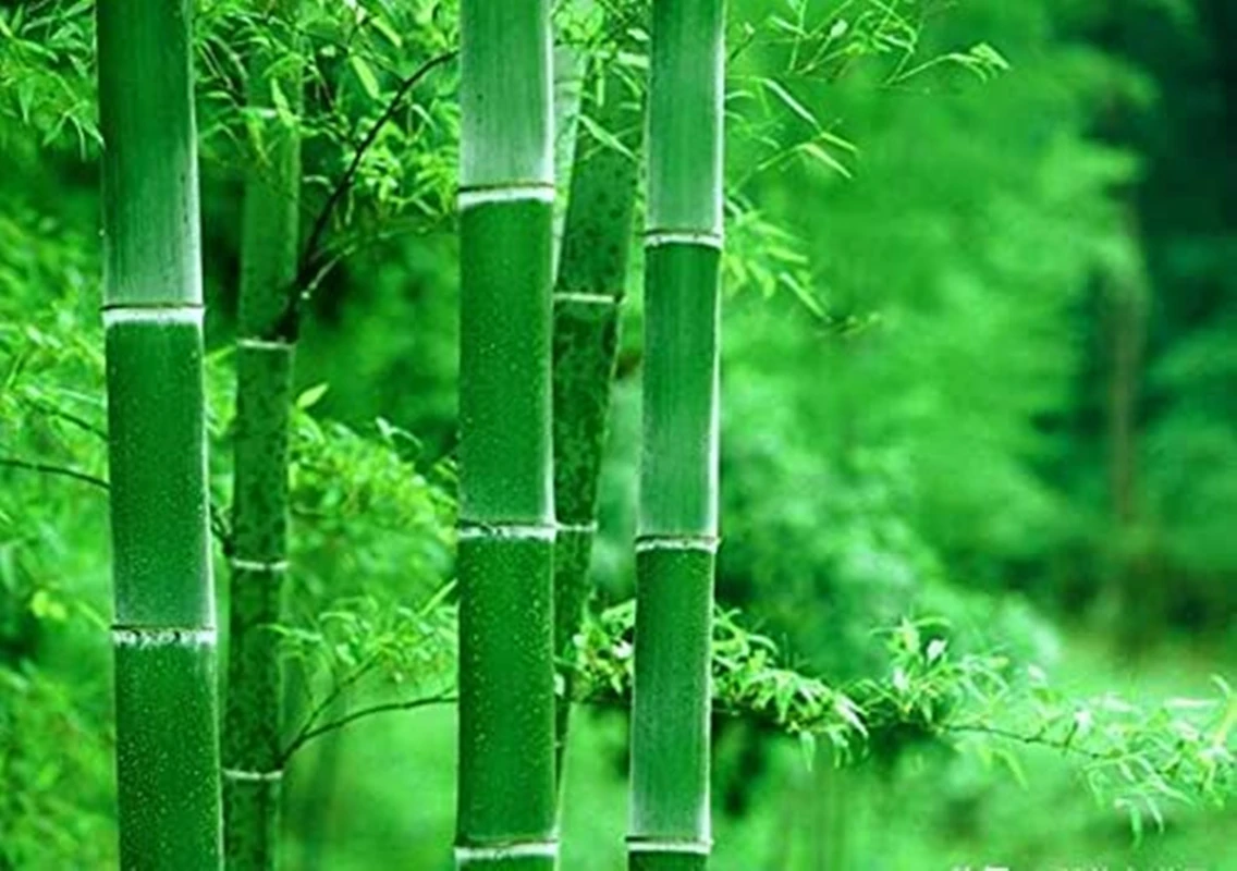 Деревянный держатель для зубной щетки чашки чая из натурального бамбука