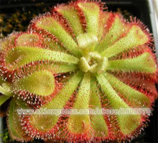 Горячая Распродажа 300 шт горшечные насекомоядные растения бонсай Dionaea muscipola гигантский зажим Венера Flytrap сад