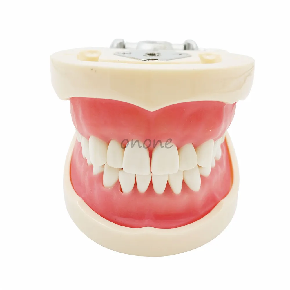 

1pcs Good Quality Standard Children Tooth Model 28pcs Teeth Soft Gum Screw Fixed DP Articulator Dentist Student Learning Mode