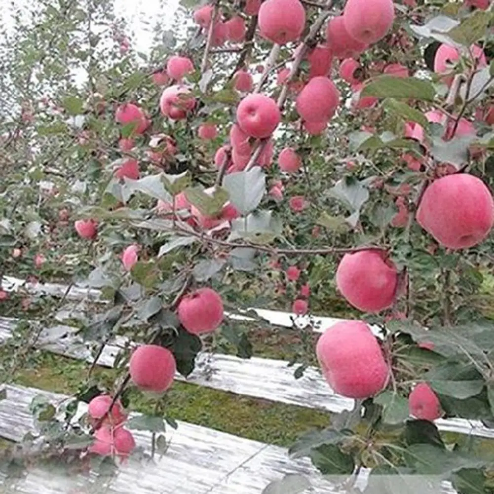 Садовая настенная пленка из майлара водонепроницаемое высокоотражающее