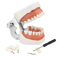 dental model teeth model standard teaching model with 28 screw in tooth demonstration dentist dentistry products dental gift