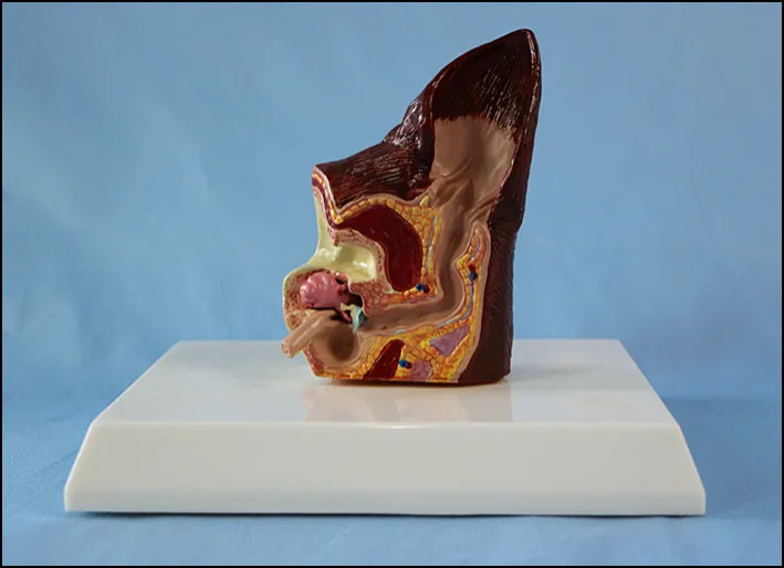 Анатомическая модель для собак и ушей животное ветеринарные медицинские учебные