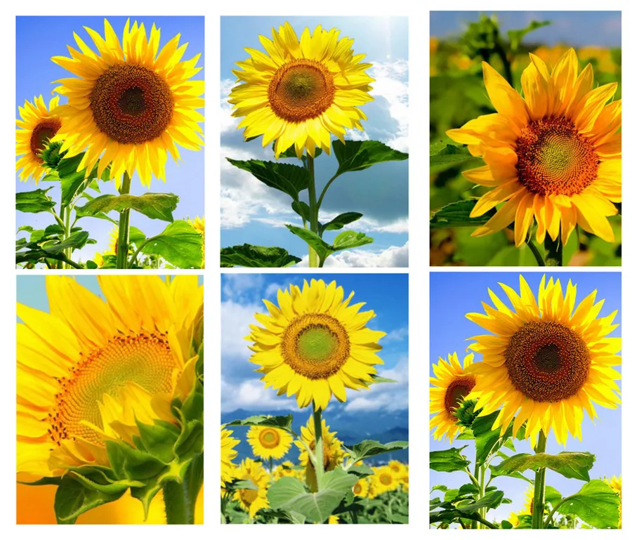 5D алмазная живопись сделай сам Подсолнух цветок вышивка крестиком картина