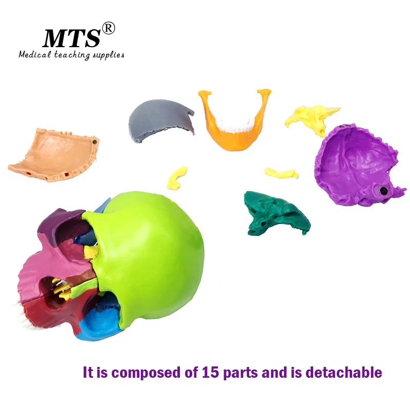 Съемный человеческий цвет модель черепа скелет головы 15 деталей анатомическая