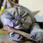 1520 шт. натуральный матаби для кошек палочки кошачья мята домашние животные игрушки для кошек Actinidia полигама молярная зубная паста палочка чистящие зубы