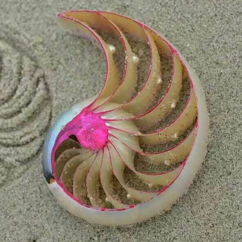 

Colorful Natural Conch Shell Ornaments Rose Nautilus Fossil Creative Home Decoration Wedding Gifts Conch Shells