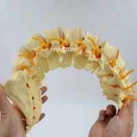 human sacrum spine model flexible skeleton with nerves lumbar vertebra anatomical model medical gift teaching resources stem