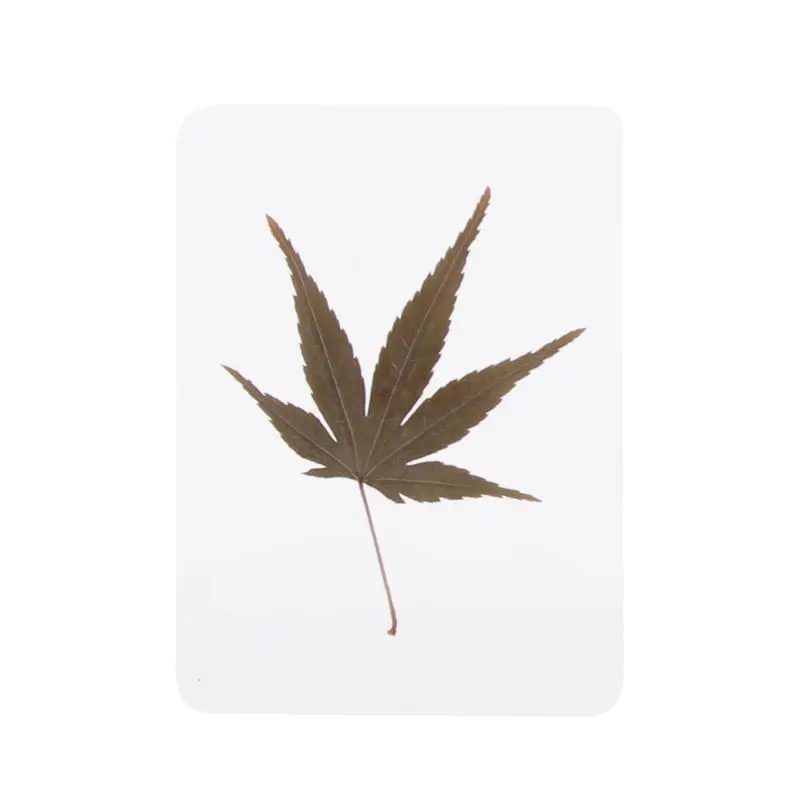 

Смешанные прессованные Цветочные листья, технические филлеры для изготовления ювелирных изделий из эпоксидной смолы