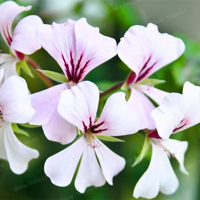 100 шт./пакет Разноцветные Цветок герани flores бонсай растения красивые цвета радуги с цветочным рисунком растения для дома и сада - Цвет: Белый