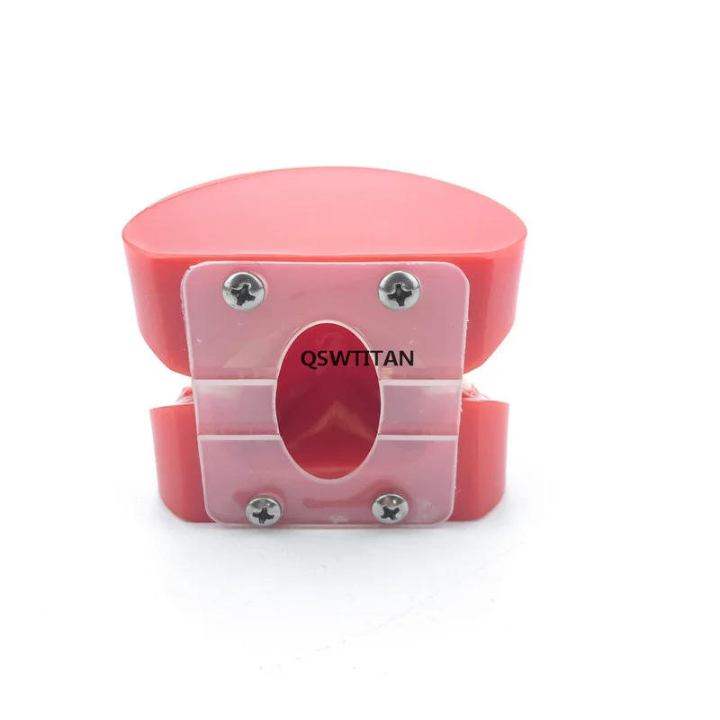 Модель зубов для взрослых стандартная модель естественного размера-красная