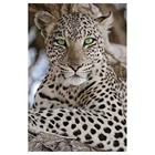 MEIVN 5D DIY алмазная живопись, белый леопард, полная квадратная Алмазная вышивка, фотография, Набор для творчества