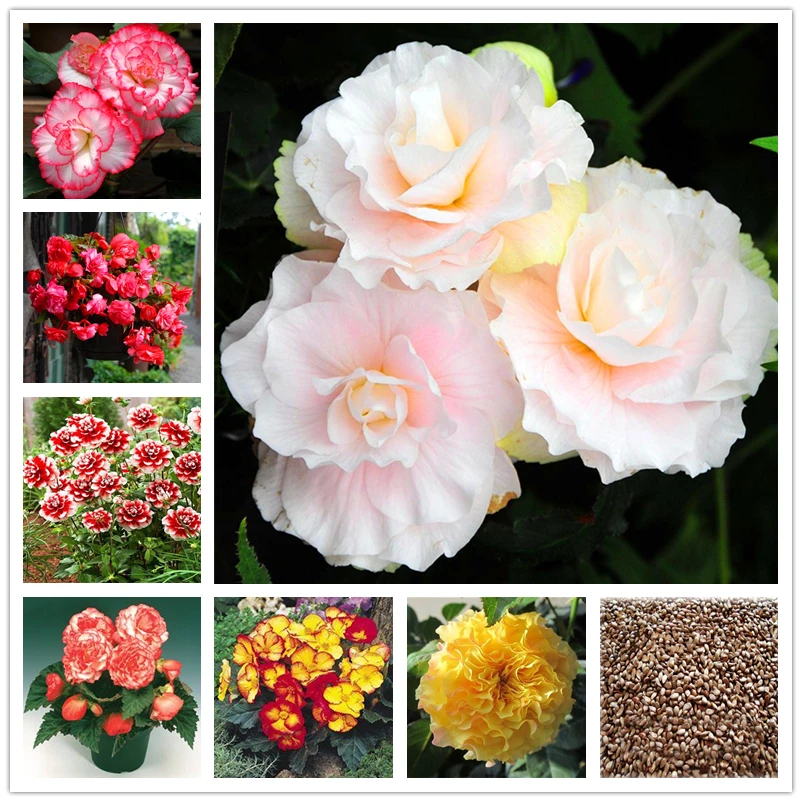 

30 шт., разноцветные растения для ванной комнаты