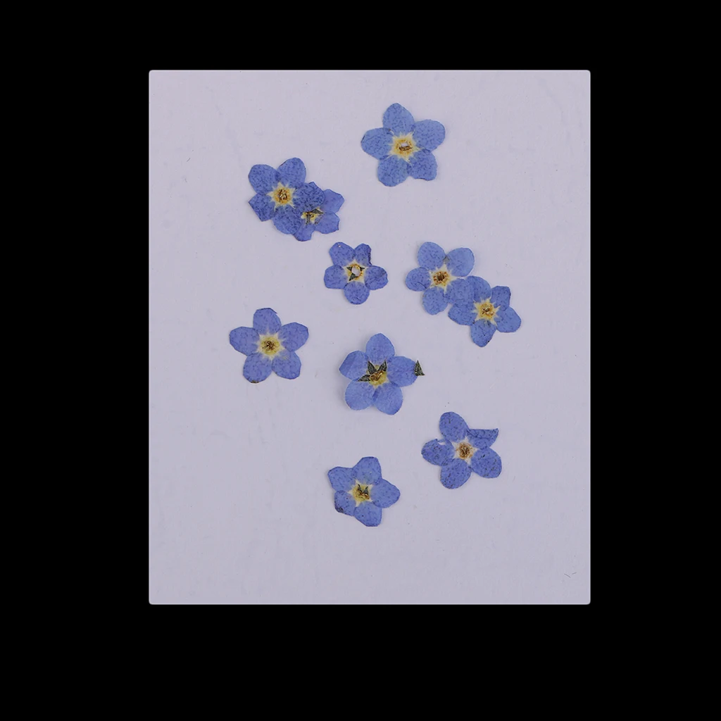 

20pcs/set Pressed Real Dried Flowers Forget Me Not For Resin Ornament Making