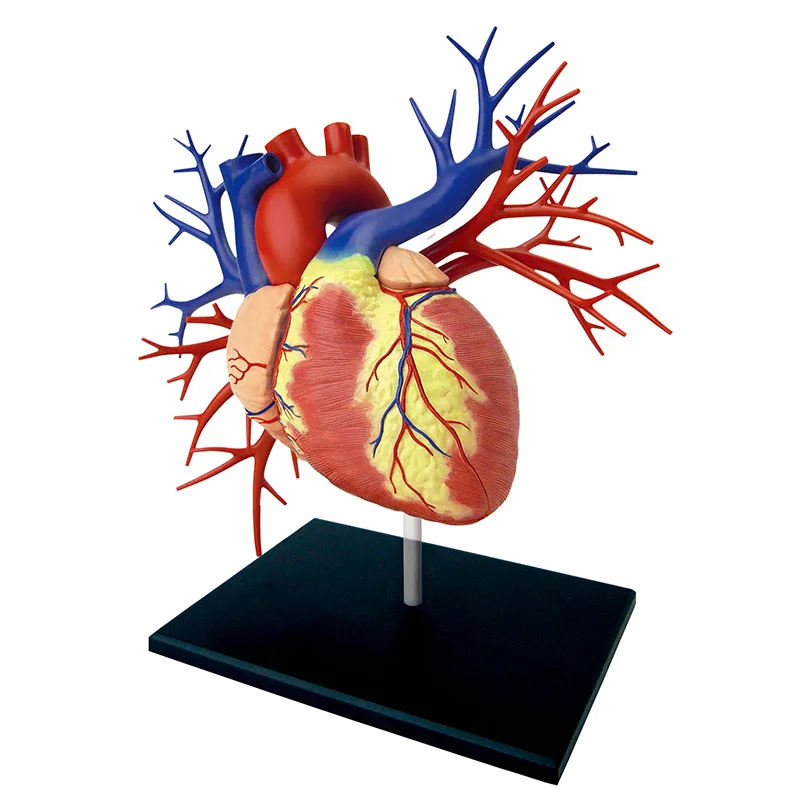 

1:1 Big Heart Internal Organs 4d Master Puzzle Assembly Toy Organ Anatomy Medical Teaching Model
