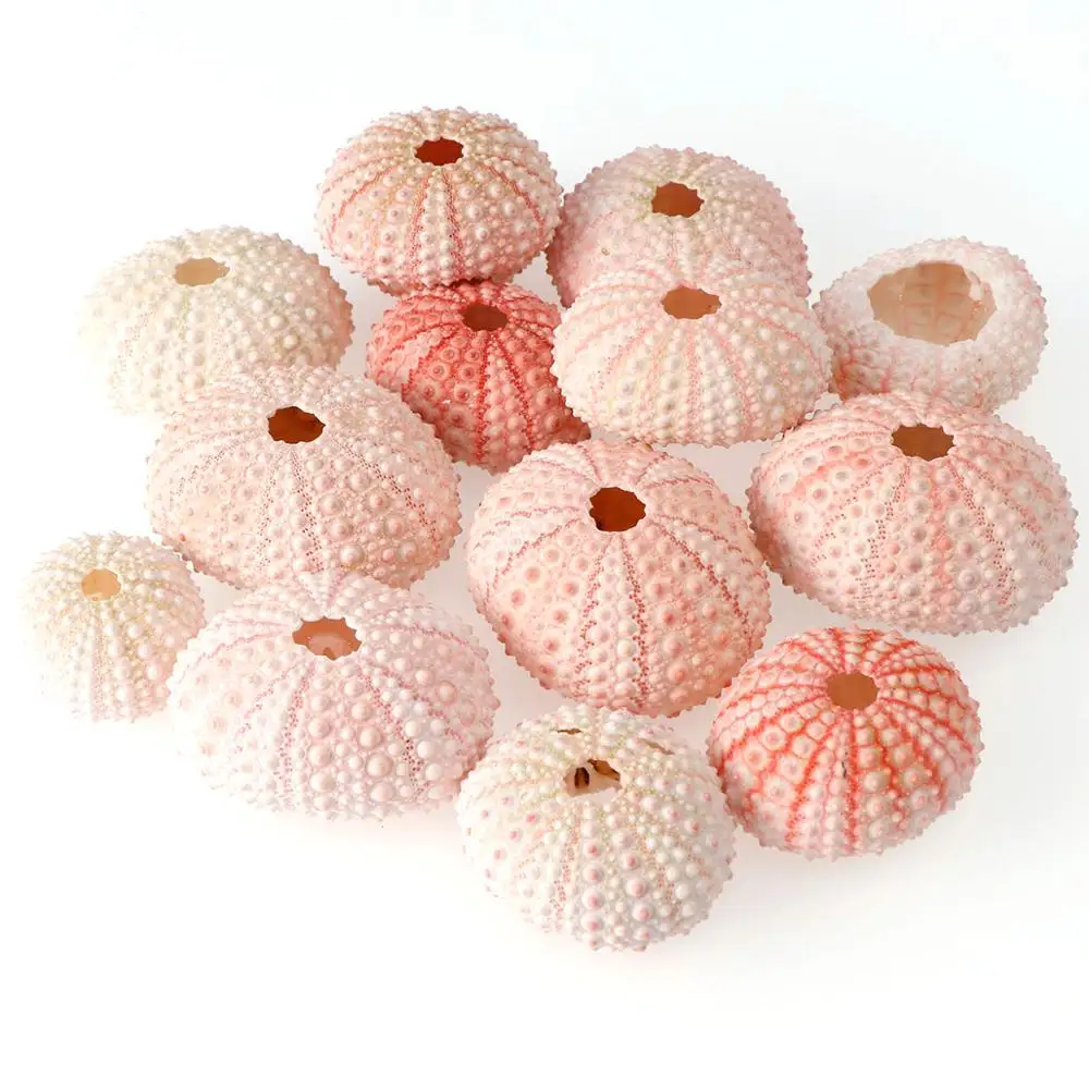 2/4/6 шт. случайный Размеры Розовый Натуральная морская UrchinShell дизайн в форме