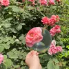 Изображение товара 4