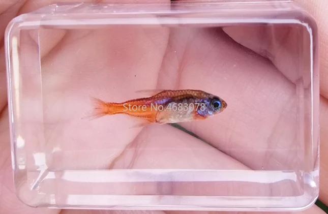 

1piece Shrimp Crab Specimen Red Skirted Fish In Clear Resin Educational Explore Instrument School Teaching Supplies 44x29x18MM