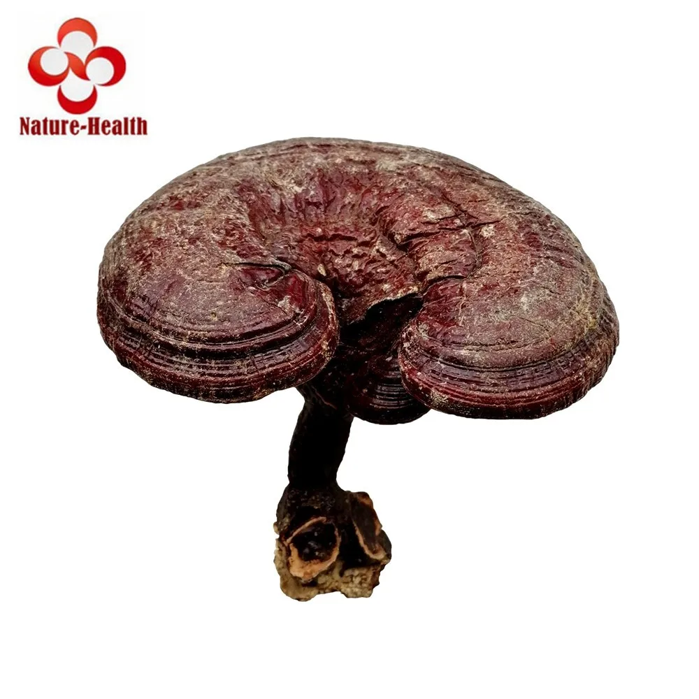

Whole Ling Zhi Reishi Mushroom Ganoderma Lucidum