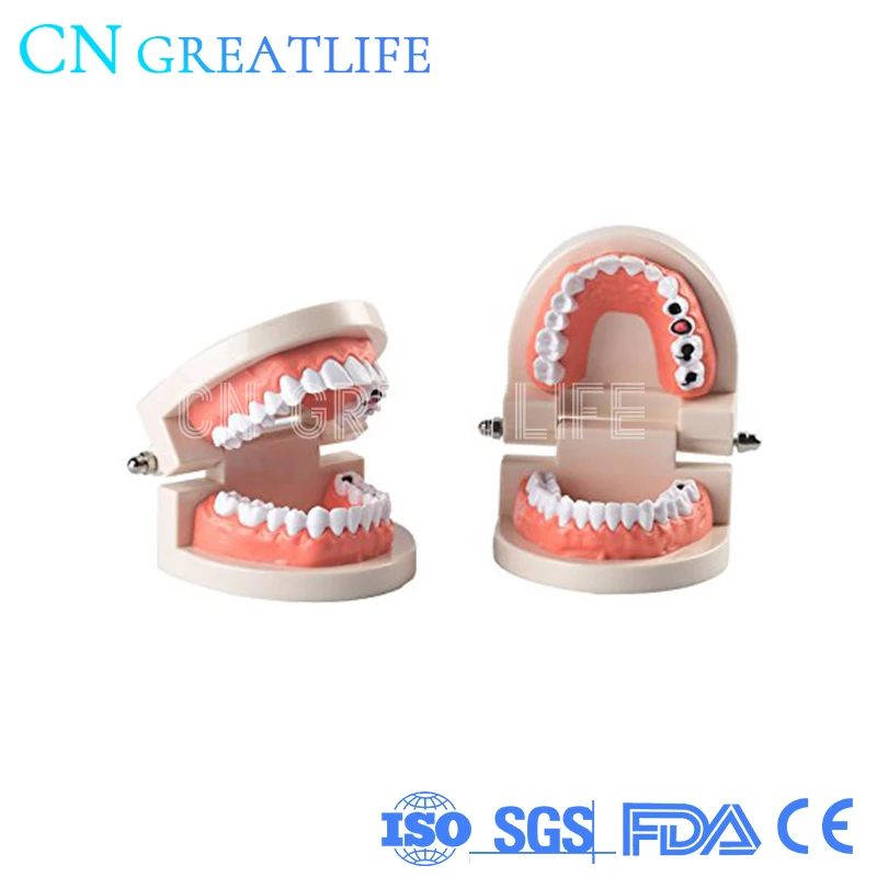 Стоматологическая модель зубов Dentisit практичная искусственная фотография
