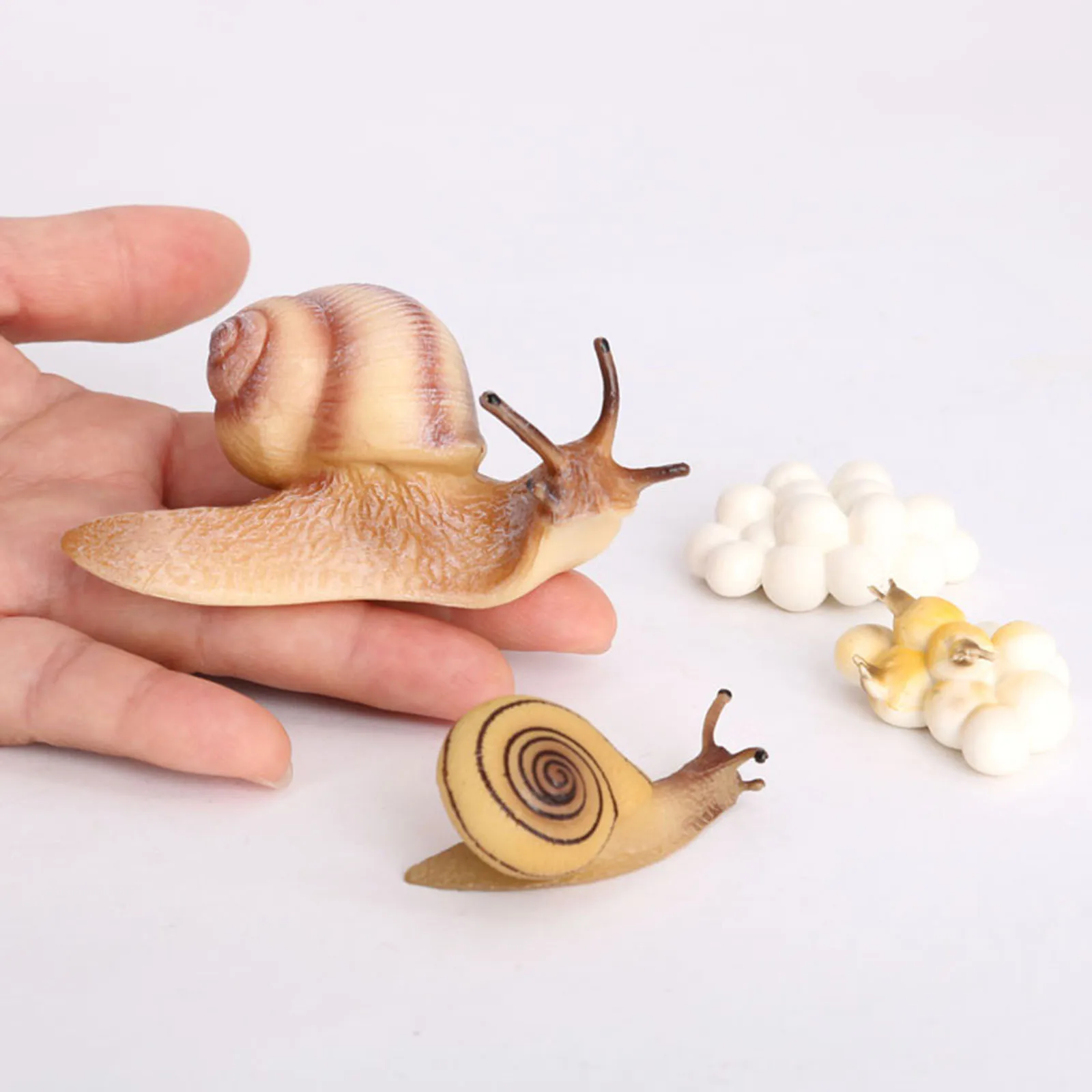 

Lifelike Growth Cycle Snail Models Life Cycle Insect Figure Toys Education Biology Science Toys