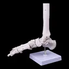 Жизнь Размеры суставов и костей стопы анатомии человека стопы и голеностопного сустава модель с берцовой кости анатомические модели