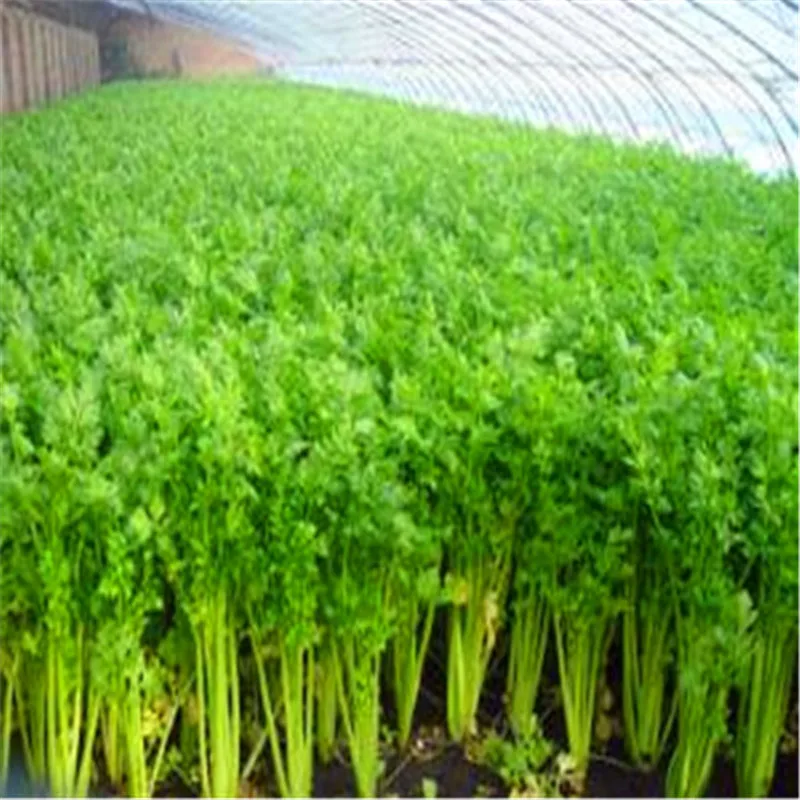 Сельдерея 100 шт |