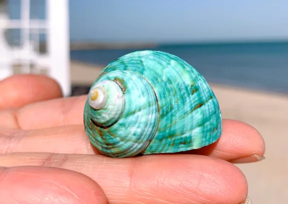 А8 мортический домашний декор запасная оболочка краба-грыжа ракушек морских ses |