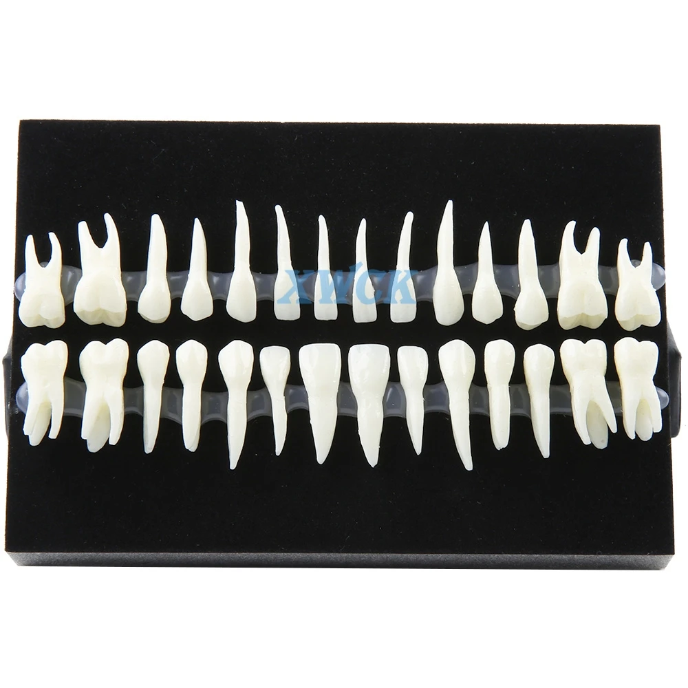 Модель зубного протеза монохромная модель постоянных зубов с моделированием