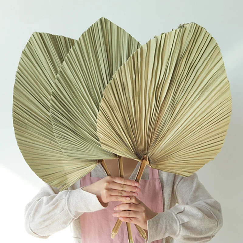 Abanico de Palma de hoja seca, decoraci&oacute;n colgante de pared art&iacute;stica para fiesta de recepci&oacute;n, boda, 5 uds.-2
