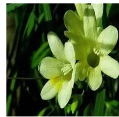 9 Ngryise 20 шт набор Freesia hybrida - Цвет: 9