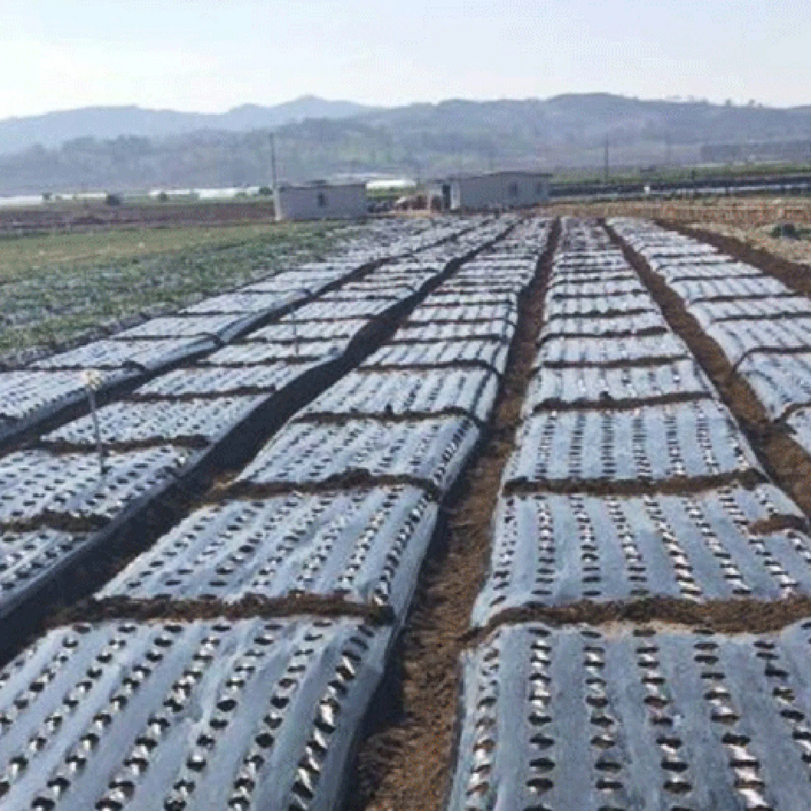 Пластиковая перфорированная Mulch Pe сельскохозяйственная - Цена: 263,78 - 537,29 руб.