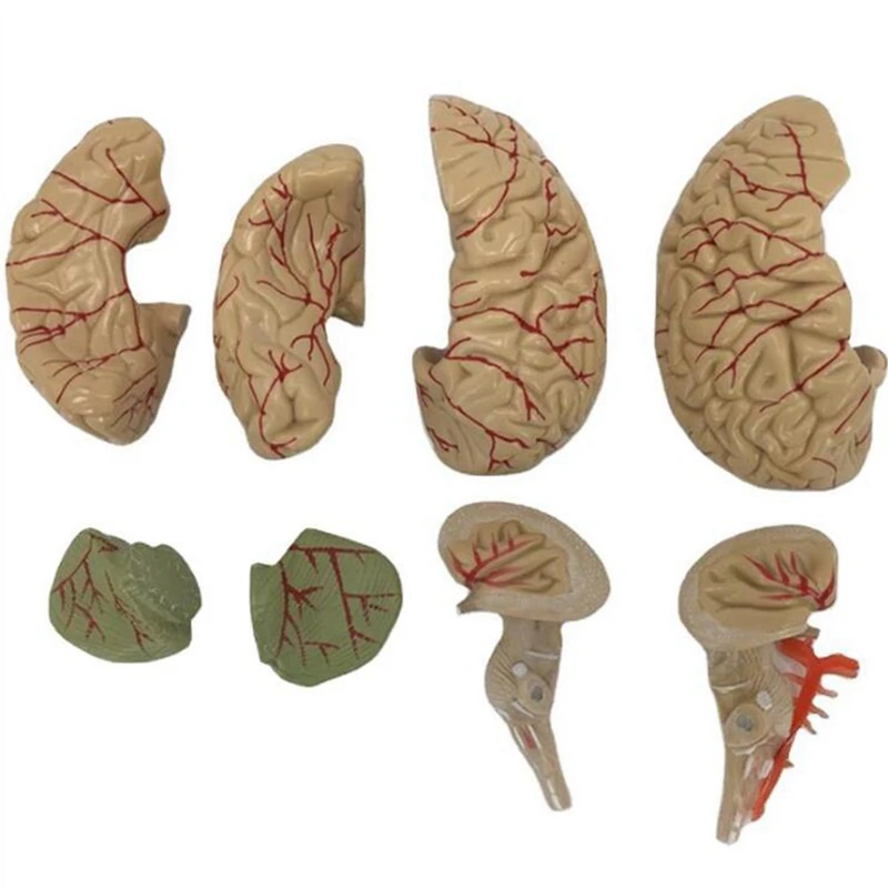 

the Human Body Brain Model Disassembled Anatomical Human Brain Model Anatomy Teaching Tool