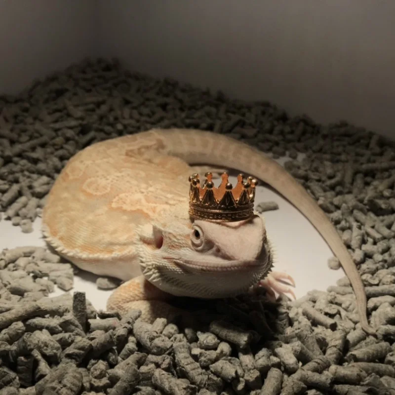 Бородатый дракон Корона ящерица геккон ожерелье бородатый декор в виде