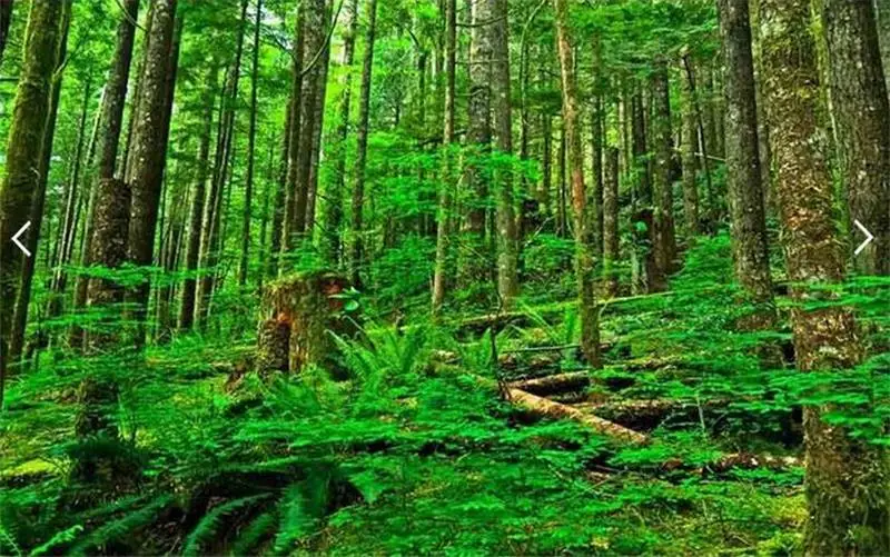 Пользовательские размеры Фреска фото 3d обои Гостиная девственный лес зеленое