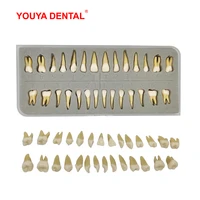 28pcs dental model resin 11 permanent tooth model with pulp cavity simulation isolated oral teeth dentistry material supplies