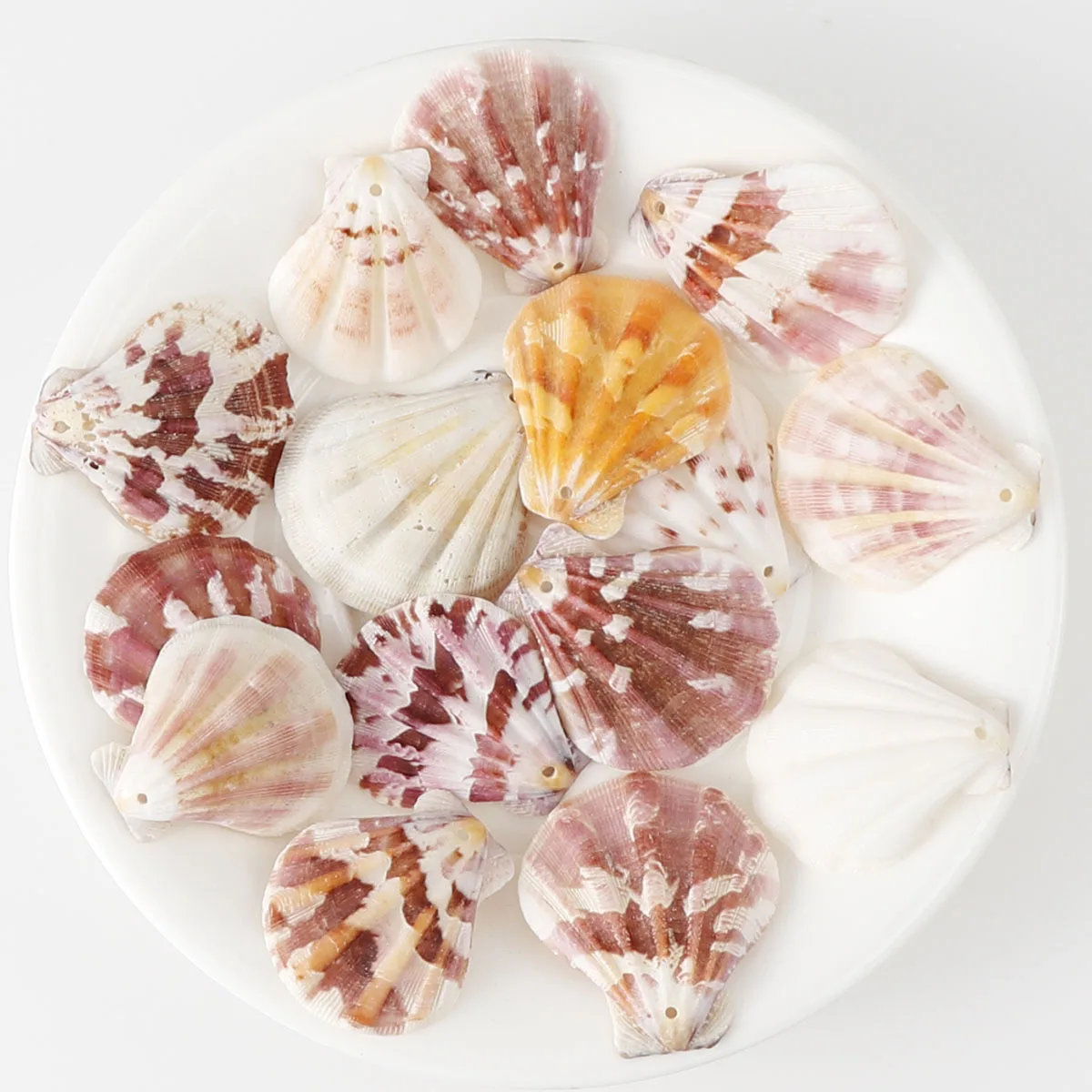 10 шт./упак. природного оболочки Толстая гребешок сделай сам аксессуар с