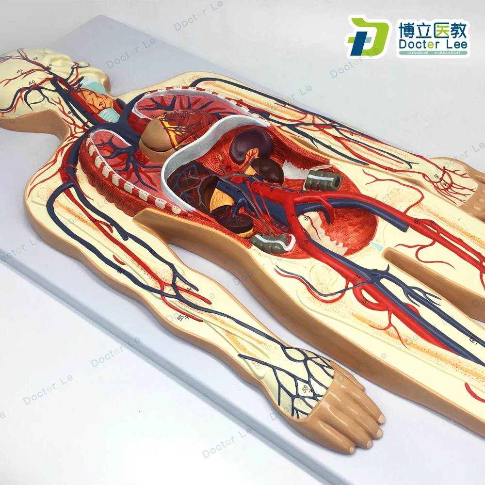 Модель системы кровообращения человека легких сердечно-сосудистой