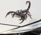 3D наклейка на автомобиль, животные, бампер, паук, геккон, скорпионы для LADA Priora Sedan sport Kalina Granta Vesta X-Ray XRay Для Hummer