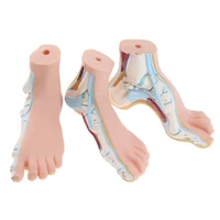 3pcs set 11 lifesize human normal flat arched foot anatomical model pvc anatomy school lab supplies