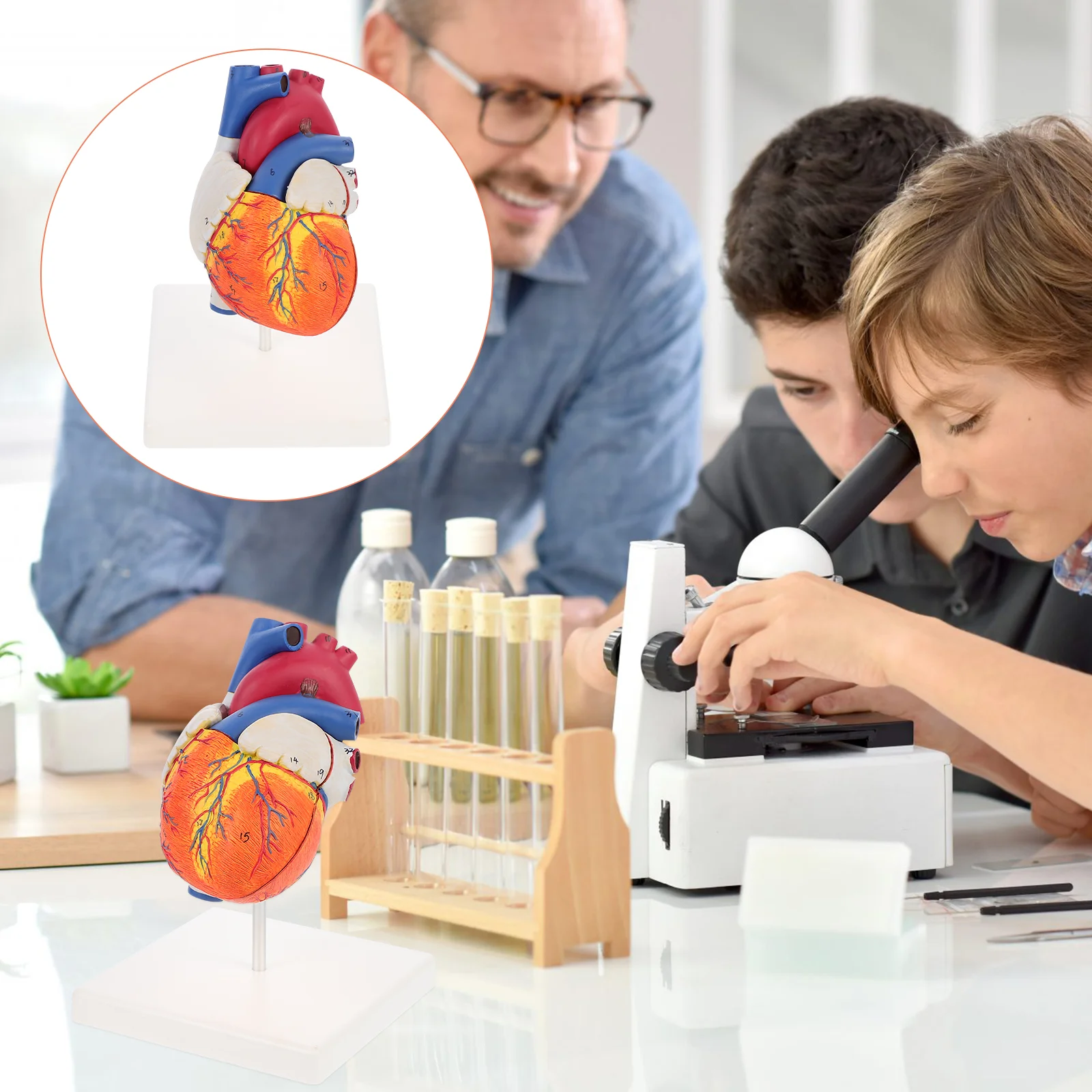 

Модель анатомической конструкции сердца для обучения, 2 шт.