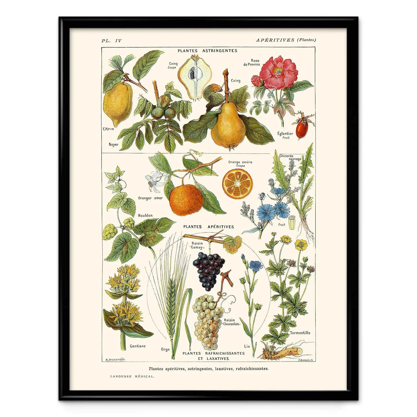 Плакат на холсте с изображением диких растений грибов и цветов | Дом сад