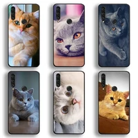 british shorthair cat phone case huawei y6p y8s y8p y5ii y5 y6 2019 p smart prime pro
