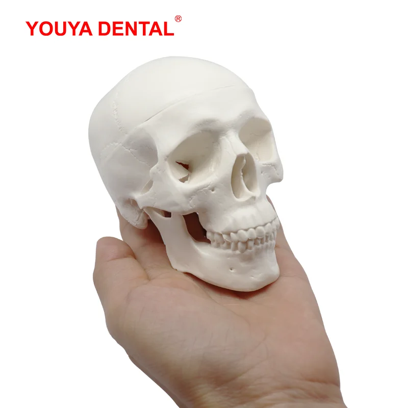 Недорогая модель 3D человеческого анатомического черепа 1 шт. съемная анатомии